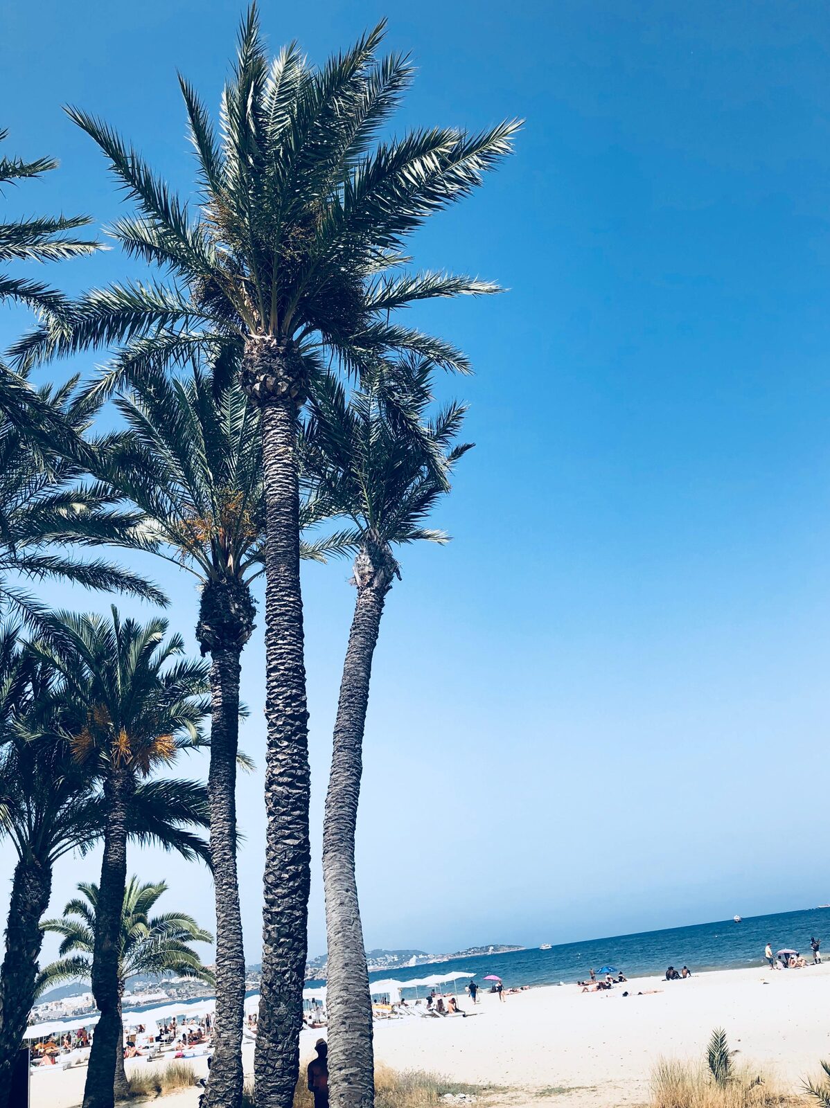 Plage de la Côte d'Azur entre Nice et Villefranche, palmiers et mer turquoise